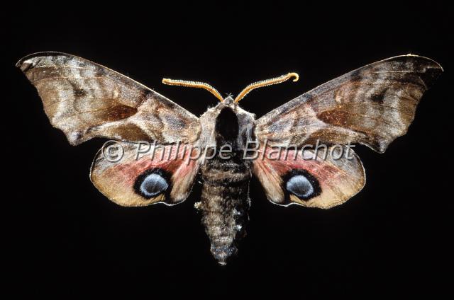 smerinthus ocellata.JPG - Smerinthus ocellataSphinx demi paonEyed Hawk mothLepidoptera, SphingidaeFrance